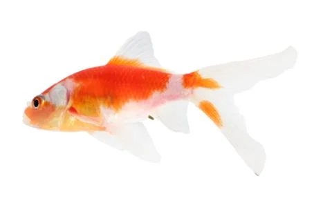 Koi isolation  on the white Stock Photos