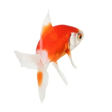 Koi isolation  on the white Stock Photos