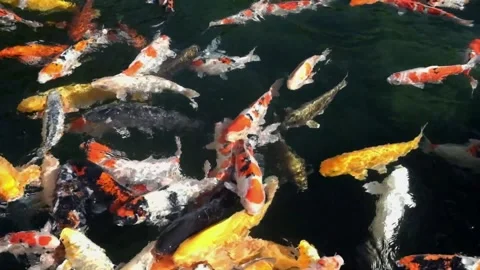 Koi Japan Stock Footage 270153116
