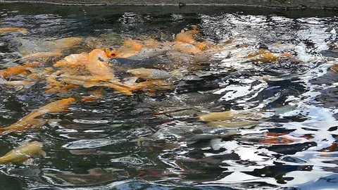 Koi karp Stock Footage 86758995