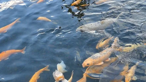 Koi karps Stock Footage 86759033
