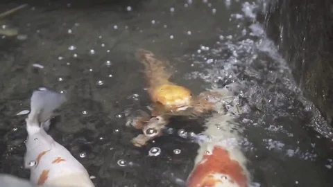 Koi in a koi pond Stock Footage 71750333