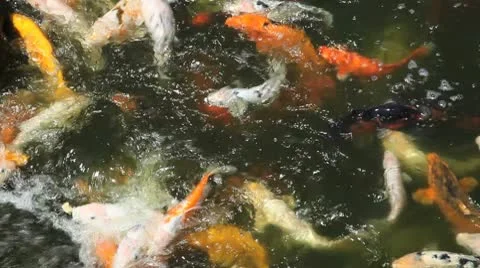 Koi NTSC 29.97 Stock Footage 8988603