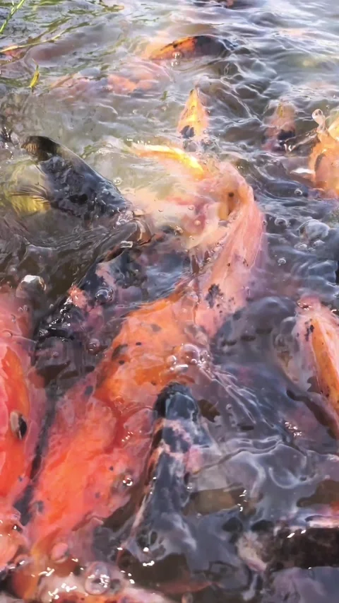 Koi or Cyprinus fish swarm in dark Stock Footage 340142602
