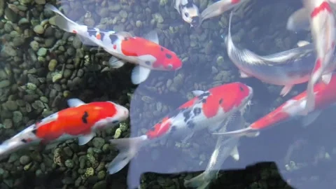 Koi or Cyprinus rubrofuscus fish swarm in dark, churning water Stock Footage 344830012