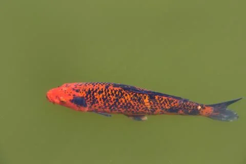 Koi or more specifically nishikigoi, a colored varieties of Amur carp that ar Stock Photos
