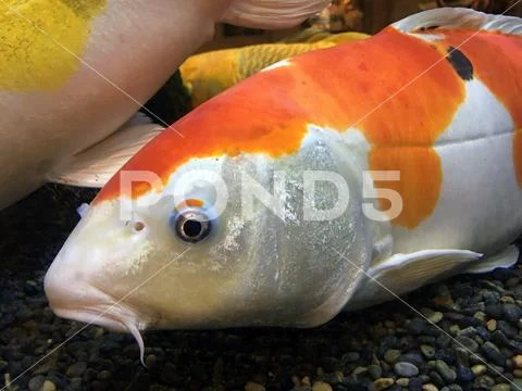 Koi Orange fish Stock Photos