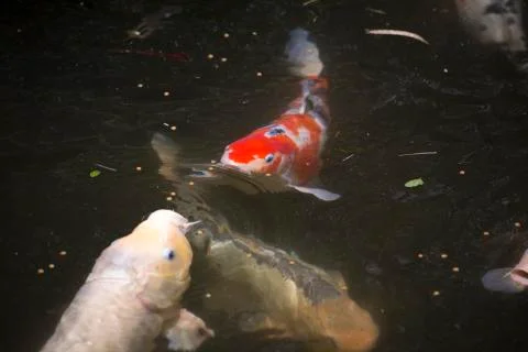 Koi Stock Photos