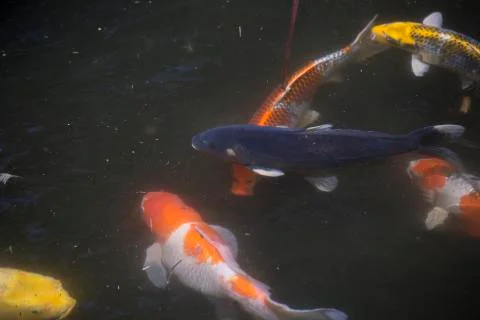 Koi Stock Photos