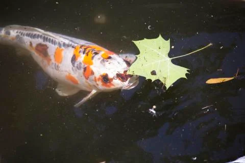Koi Stock Photos