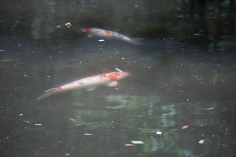 Koi Stock Photos