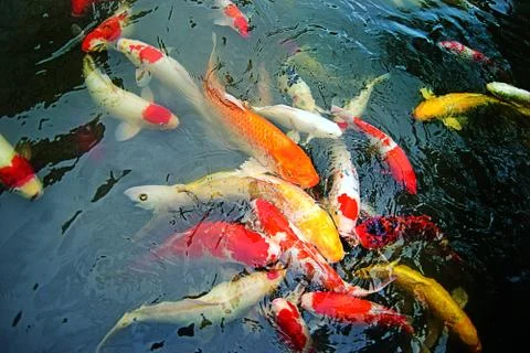 Koi Foto stock