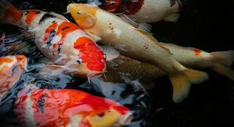 Koi Stock Photos