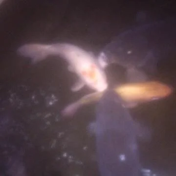 Koi Stock Photos