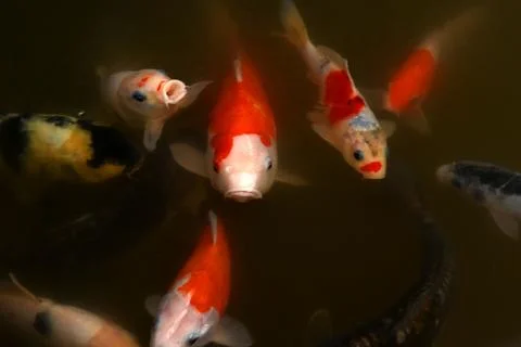 Koi Stock Photos