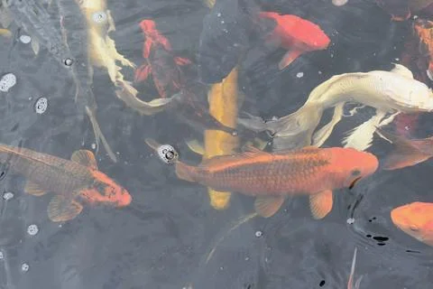 Koi Foto stock