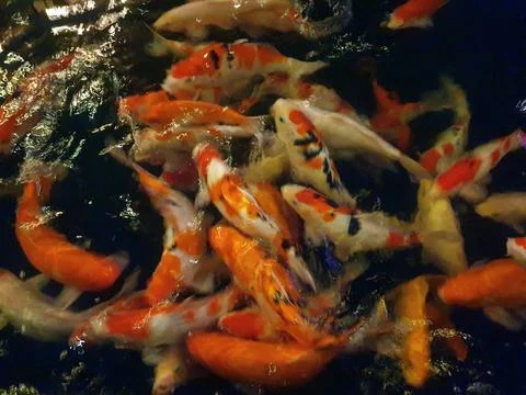 Koi Pods Stock Photos