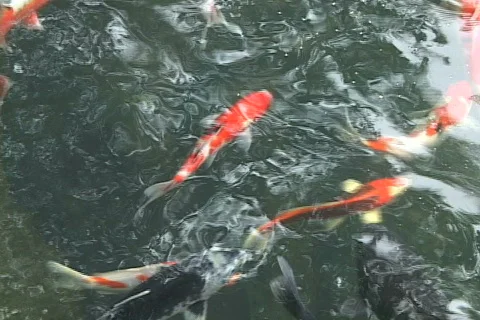 Koi in Pond 2 Stock Footage 152284