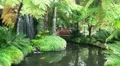Koi Pond 20110422 152922 HD Footage