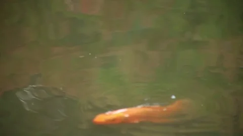 Koi pond 3 Stock Footage 77258107