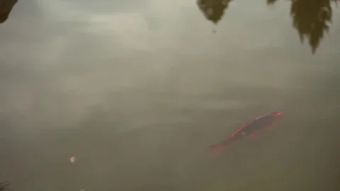 Koi pond 4 Stock Footage 77258066