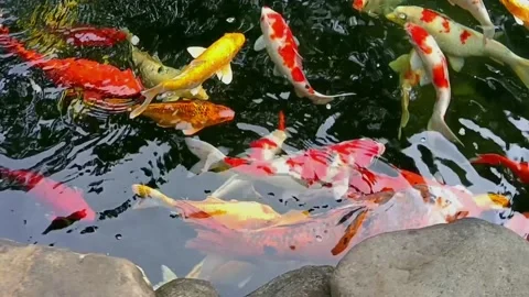 Koi pond 4 Video stock 234388458