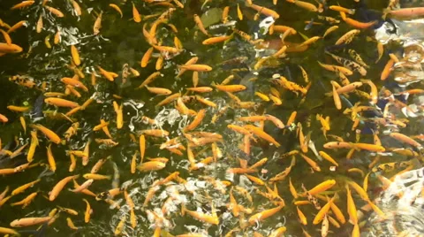 Koi pond and fish Stock Footage 42312754