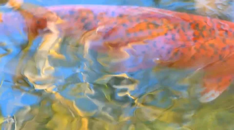 Koi Pond Close Up Видео 36724850