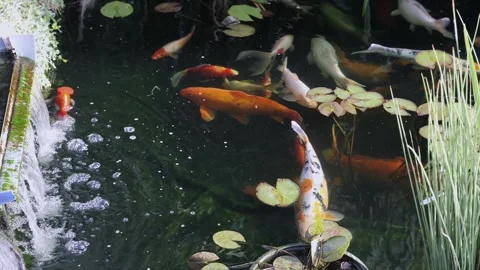 Koi Pond Close Up Stock Footage 344311816