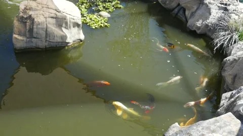 Koi Pond with Fish Stock Footage