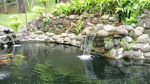 Koi pond, fish koi Video stock 229917067