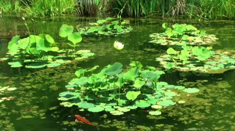 Koi Pond Stock Footage 283840