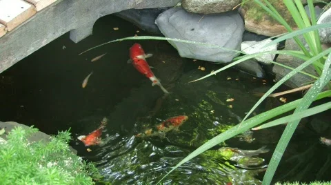 Koi Pond Video stock 449657