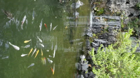 Koi Pond Stock Footage 511612