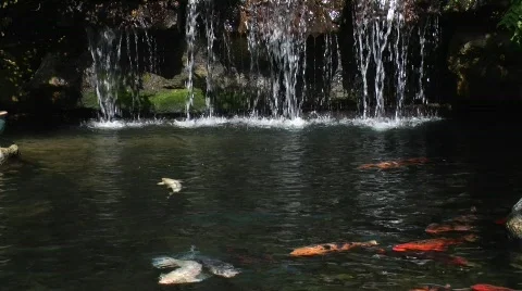 Koi pond Stock-Footage 789496