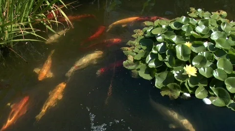 Koi Pond Stock Footage 835487
