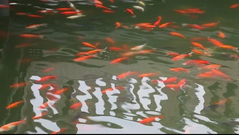 Koi pond Stock-Footage 978948