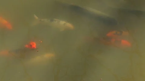 Koi pond Stock-Footage 1071479