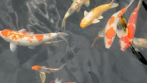Koi in a pond Stock-Footage 101409051
