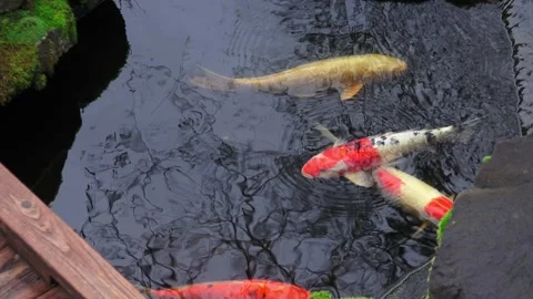 Koi Pond Stock Footage 147632476