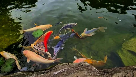 Koi pond Stock Footage 203594379