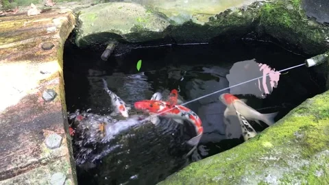 Koi Pond Stock Footage 220824102