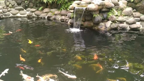 Koi Pond Video stock 229916270