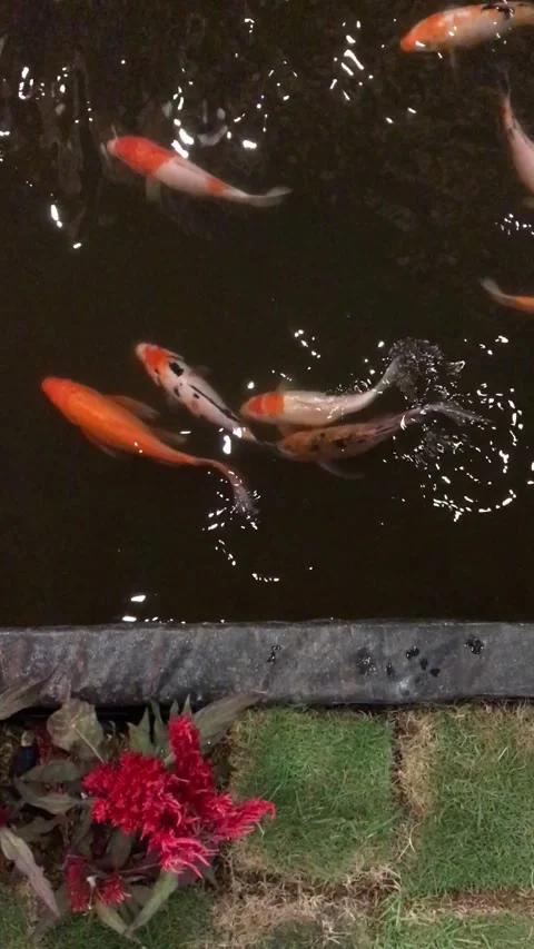 Koi in the pond Video stock 231418009