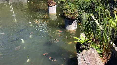 Koi pond Stock Footage 272164339