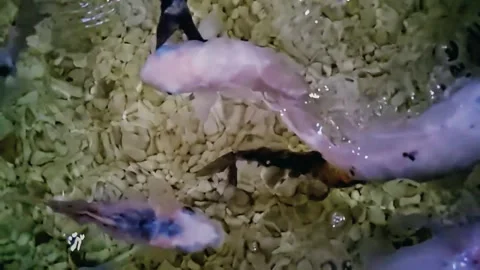 Koi Pond Stock Footage 287991752