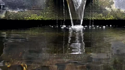 Koi pond Video stock 304425114