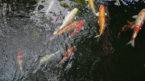 Koi Pond full of Fish Vídeo Stock 241583393