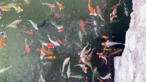 A Koi pond full of fish located in a beautiful garden in Tokyo Japan. 스톡 동영상 153838031