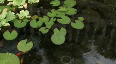 Koi pond  hdf Video stock 680714